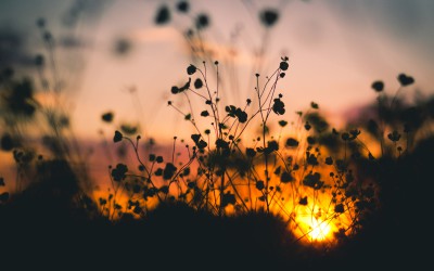 nature-sunset-flowers-silhouette